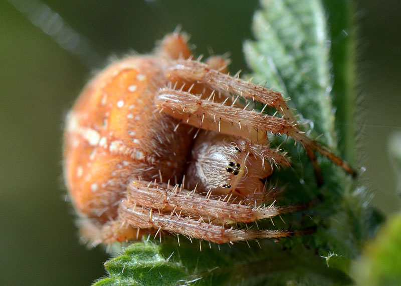 Araneus diadematus